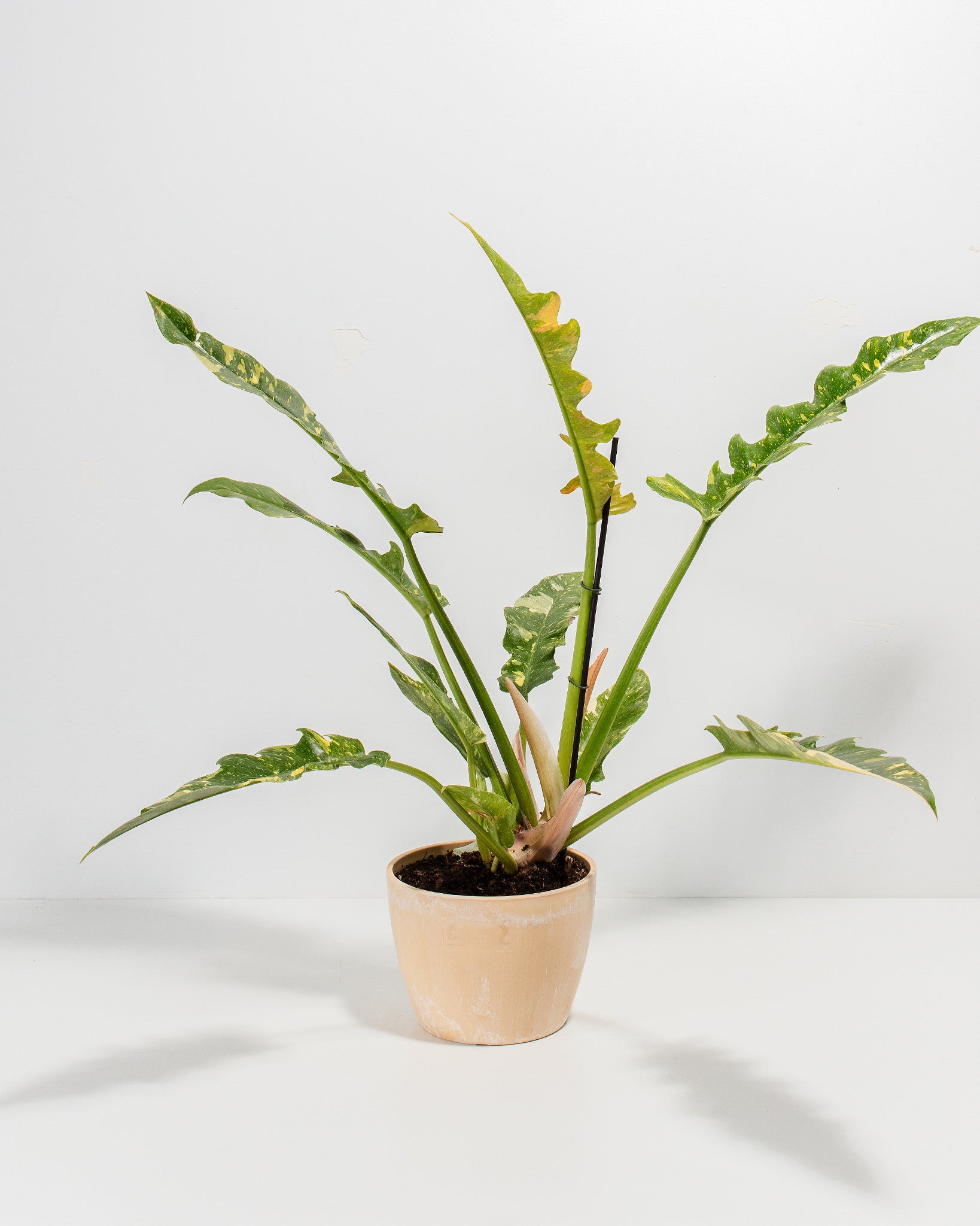 Philodendron Ring of Fire