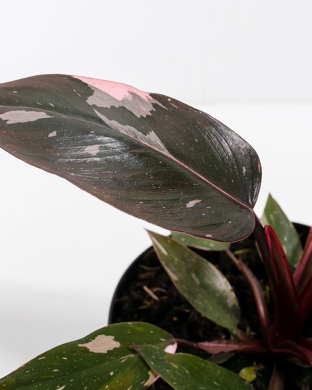 Philodendron Pink Princess