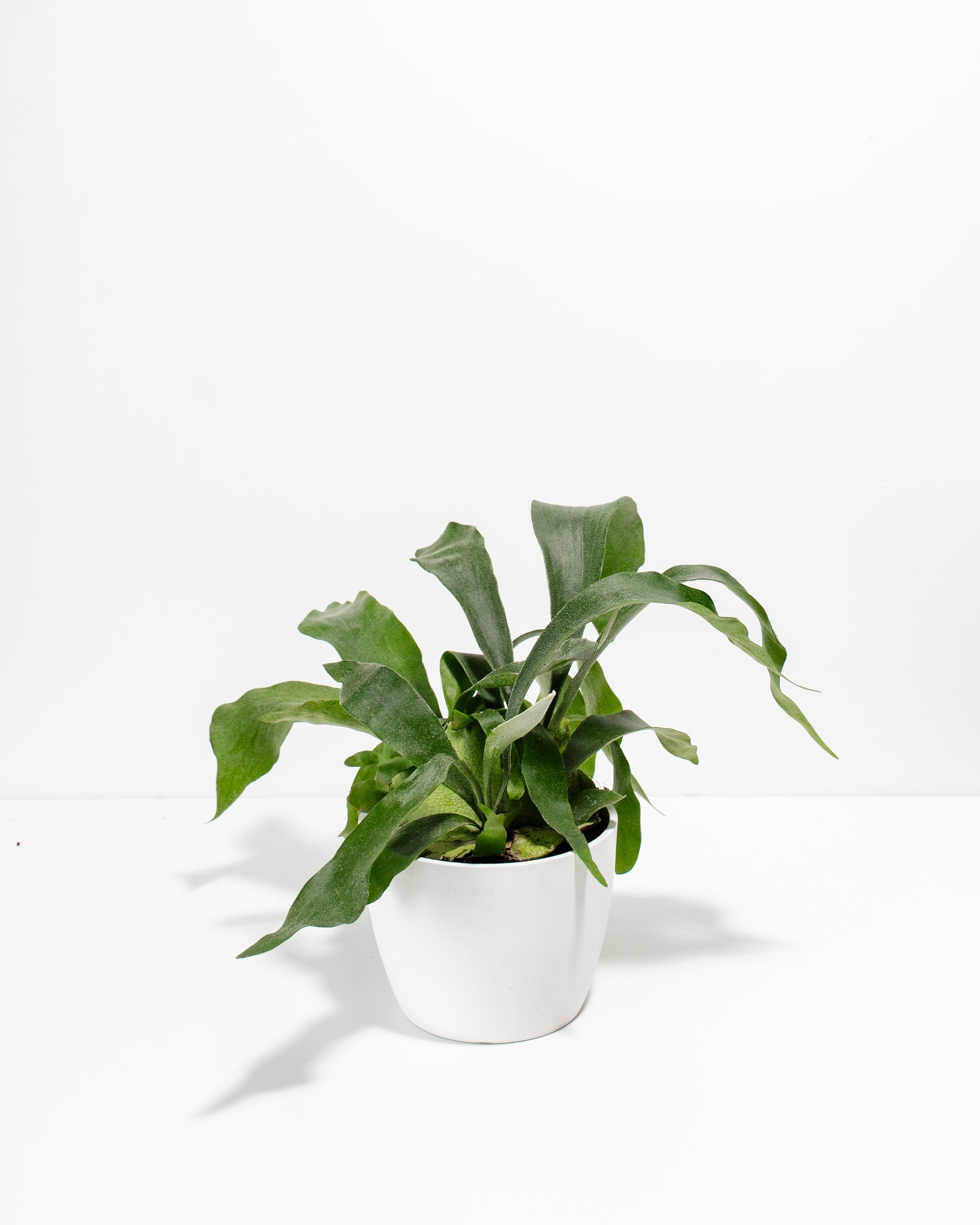 Staghorn Fern