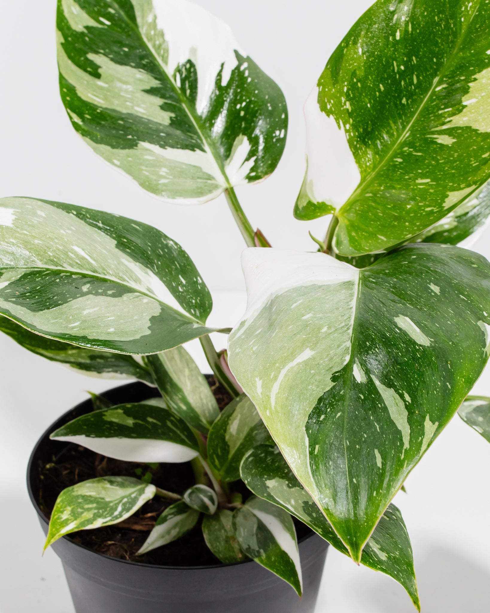 White Princess Philodendron