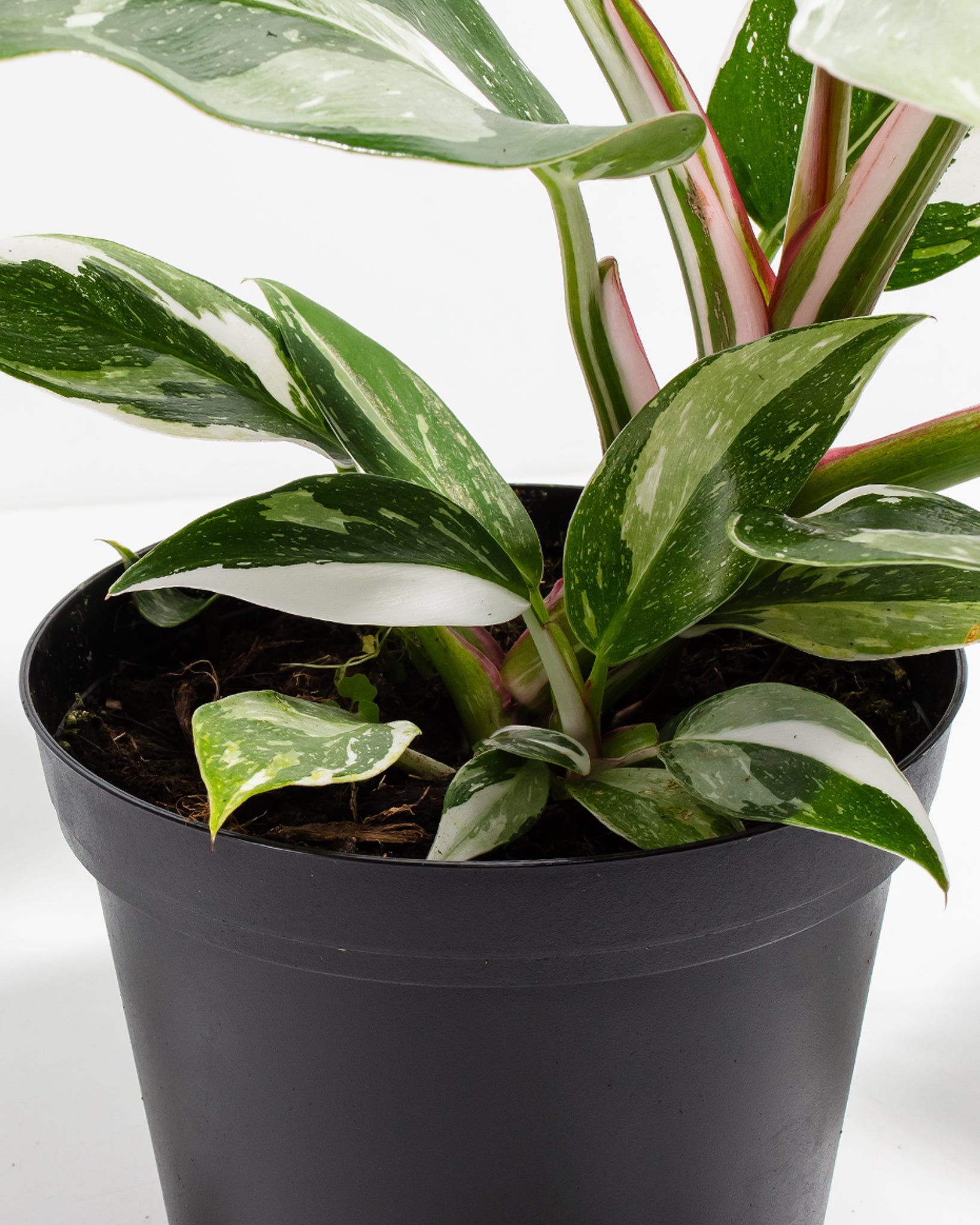 White Princess Philodendron
