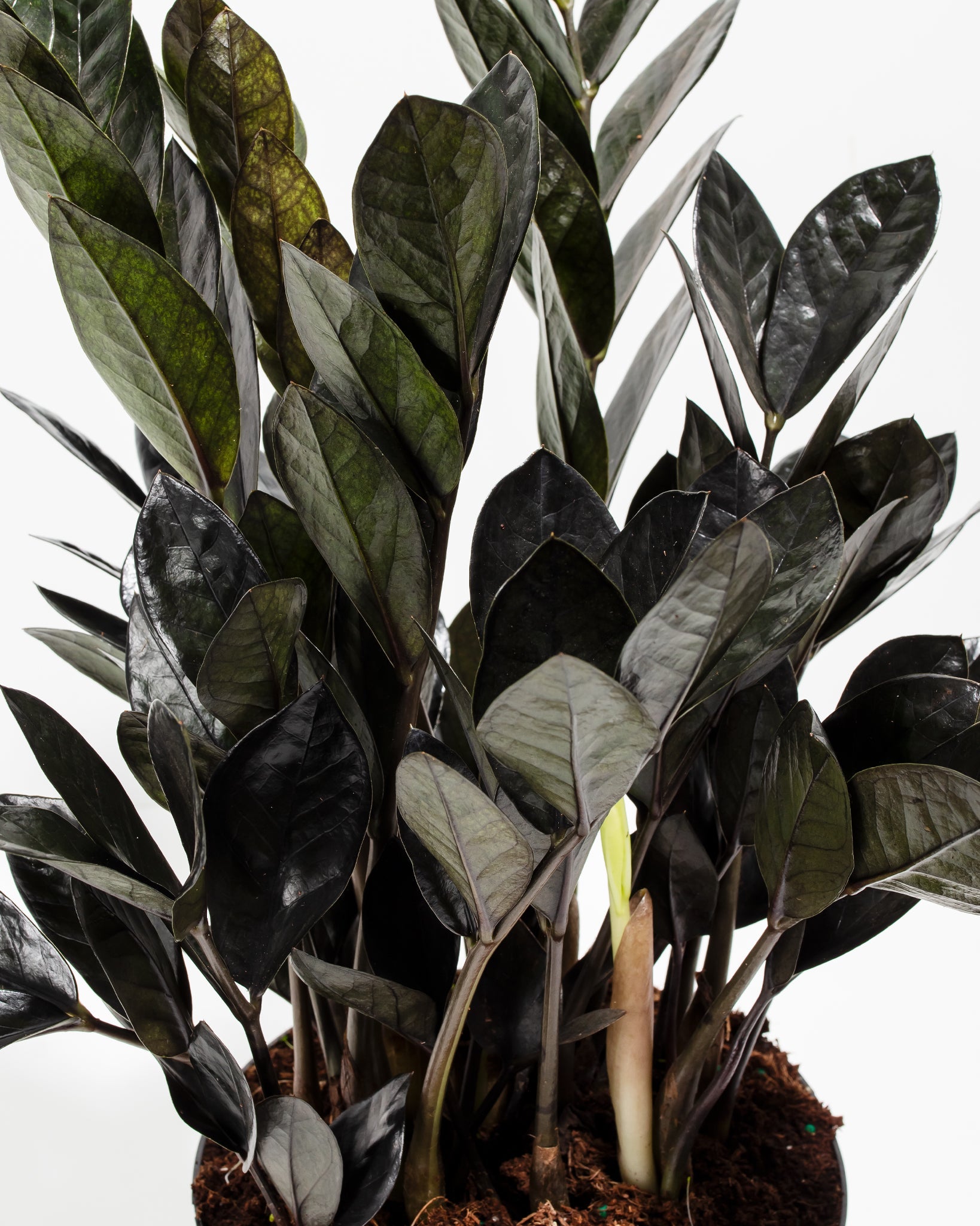 Black Raven ZZ Plant