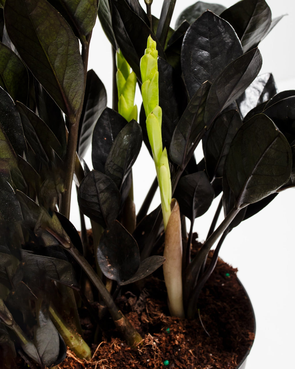 Black Raven ZZ Plant