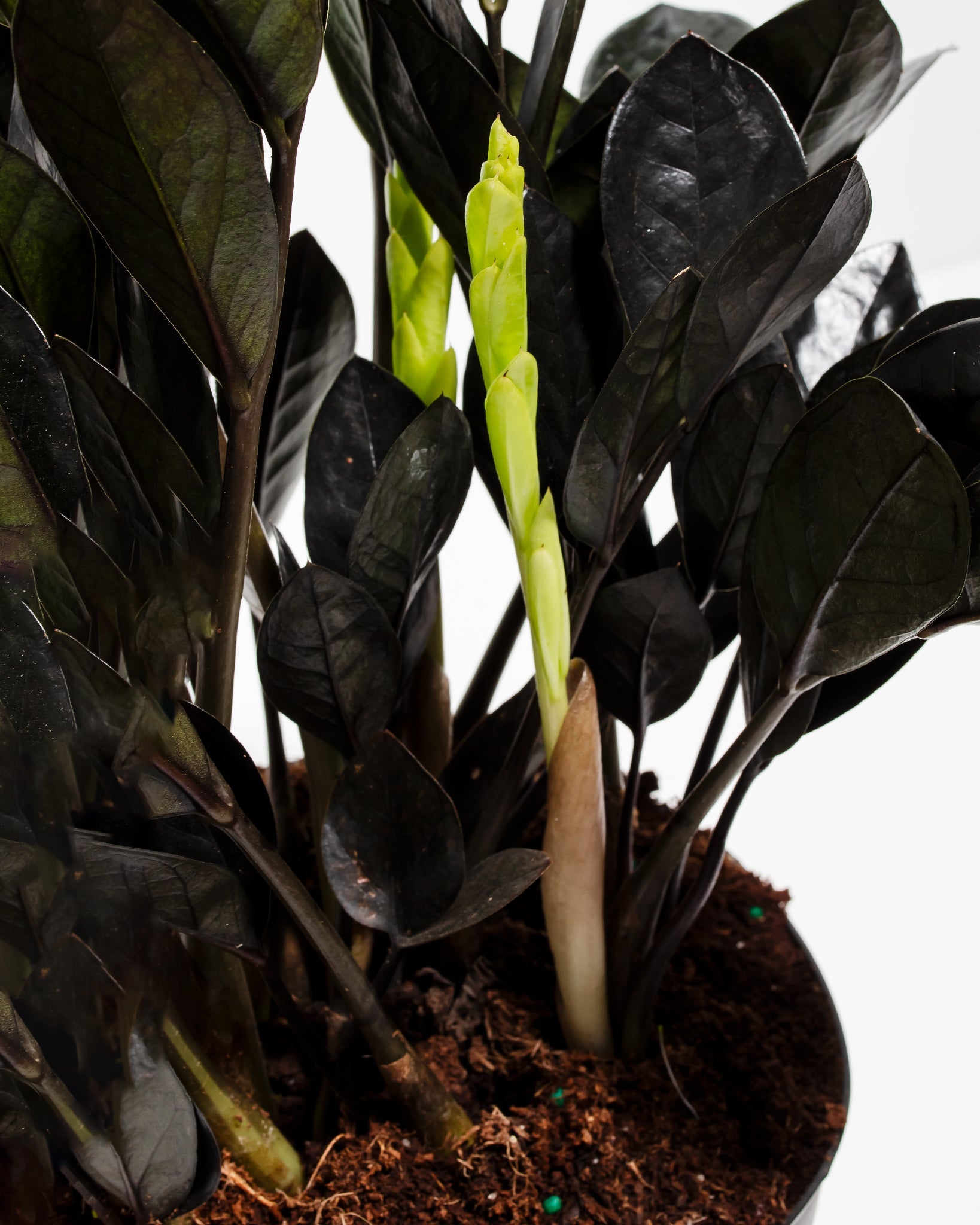 Black Raven ZZ Plant
