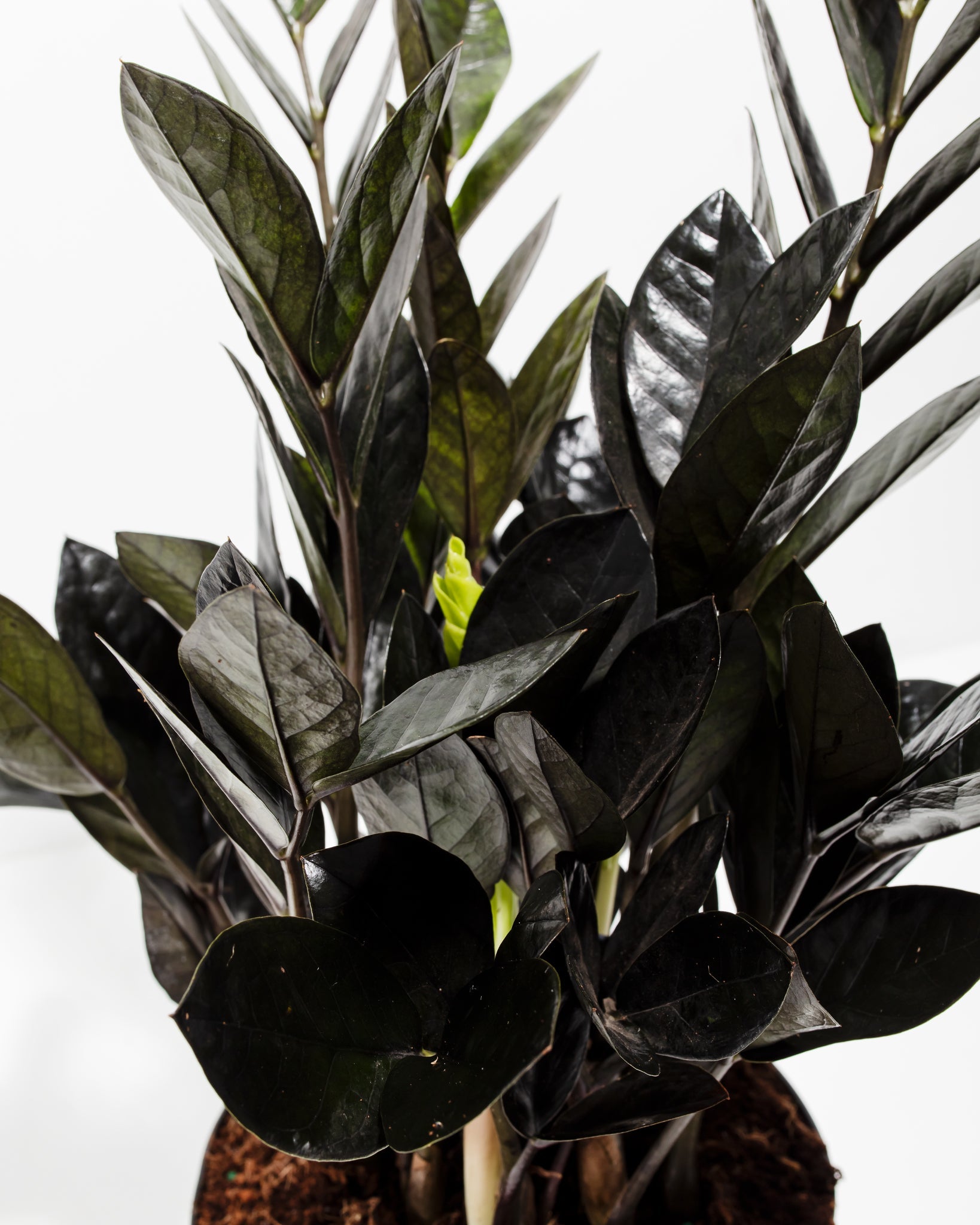 Black Raven ZZ Plant