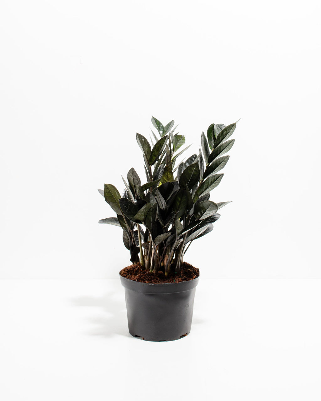 Black Raven ZZ Plant