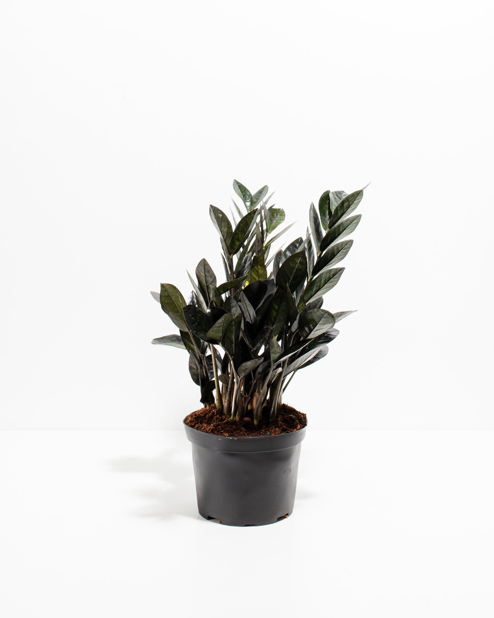Black Raven ZZ Plant