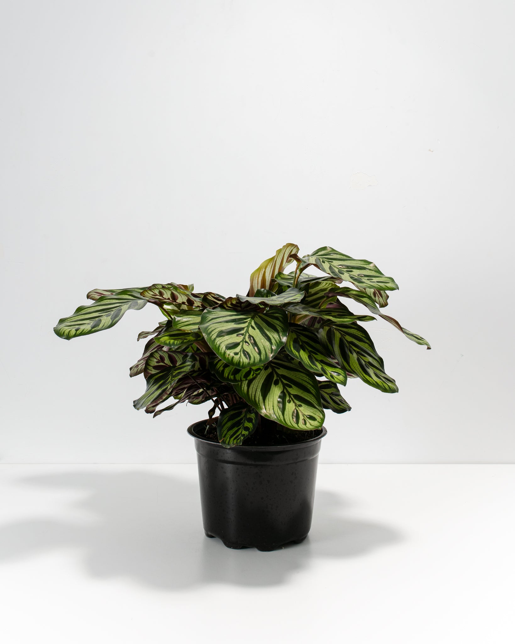 Peacock Plant