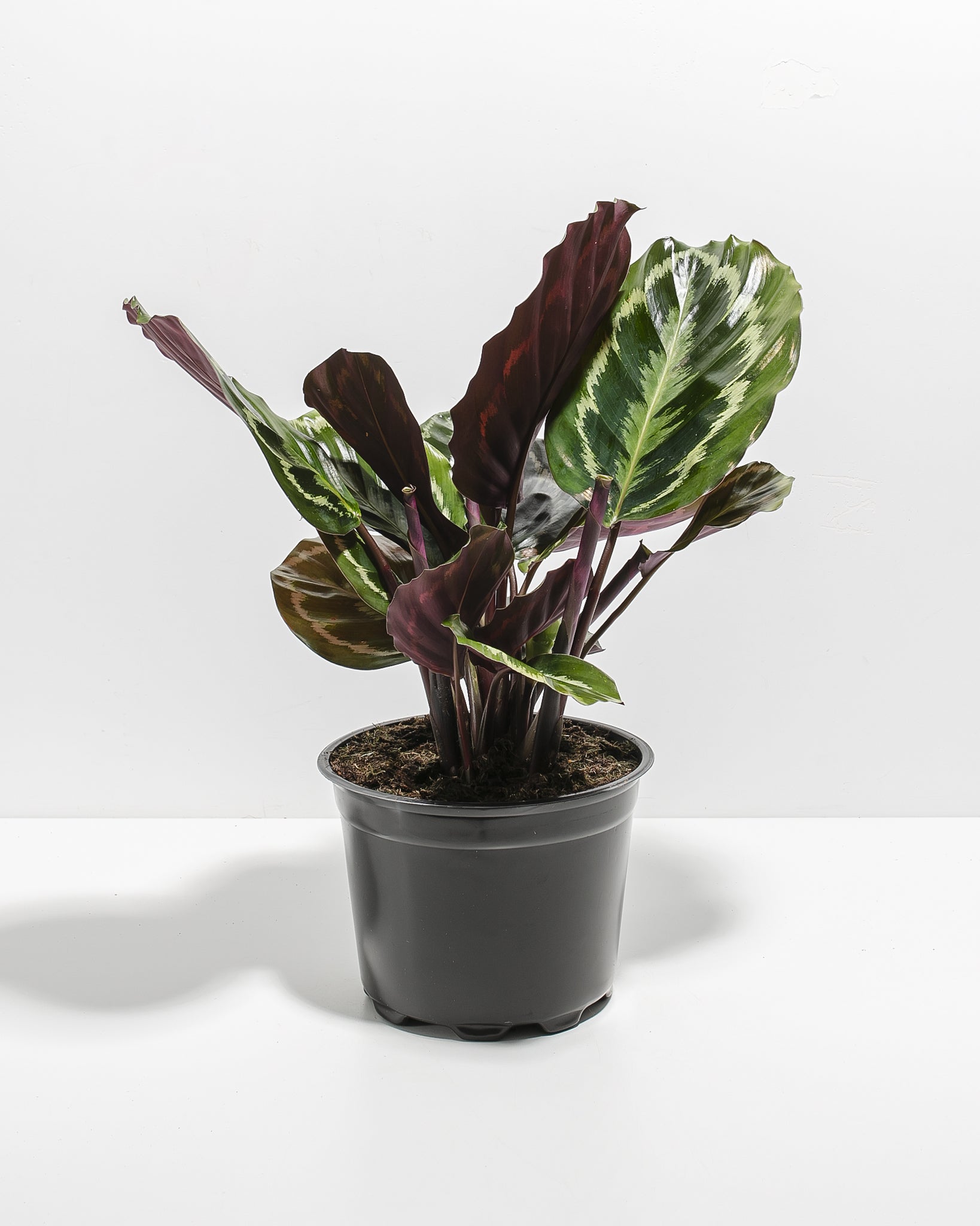 Calathea Medallion