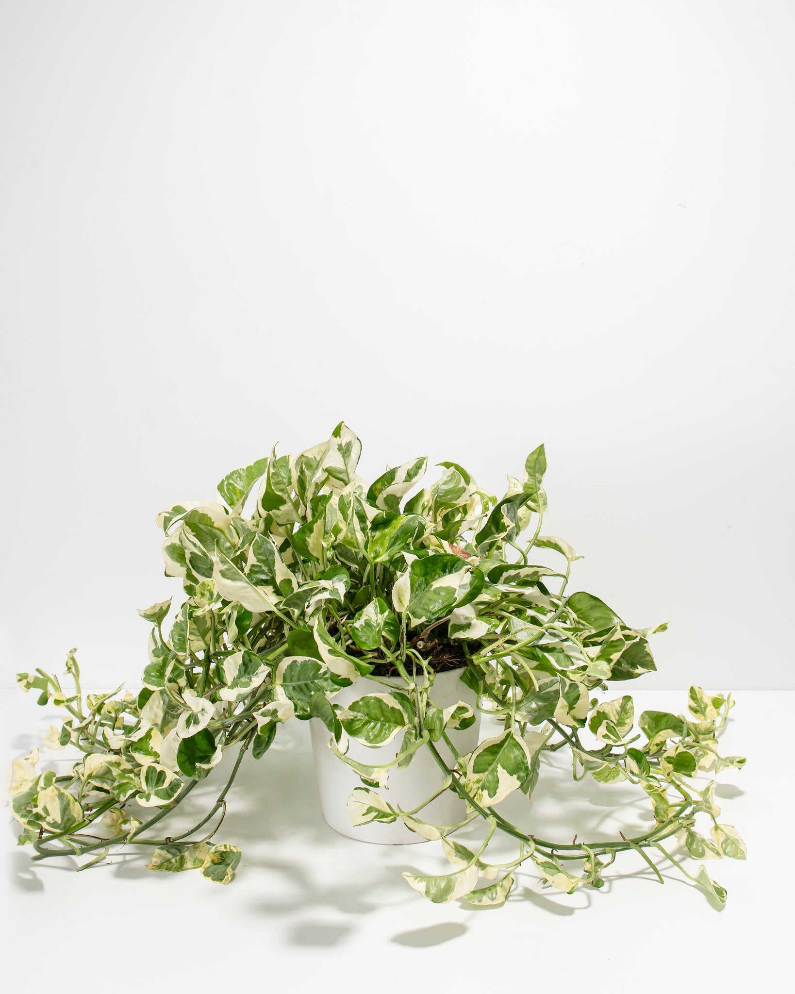 Pearls and Jade Pothos