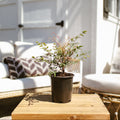 Potted Nandina Gulf Stream