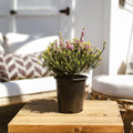 Potted Pink Heather