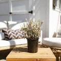Potted White Heather