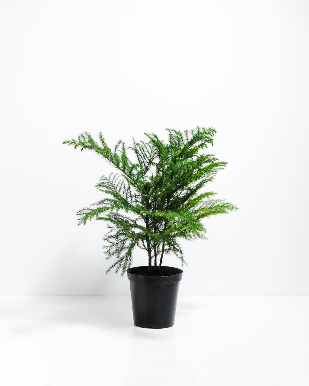 Norfolk Island Pine