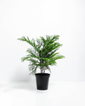 Norfolk Island Pine