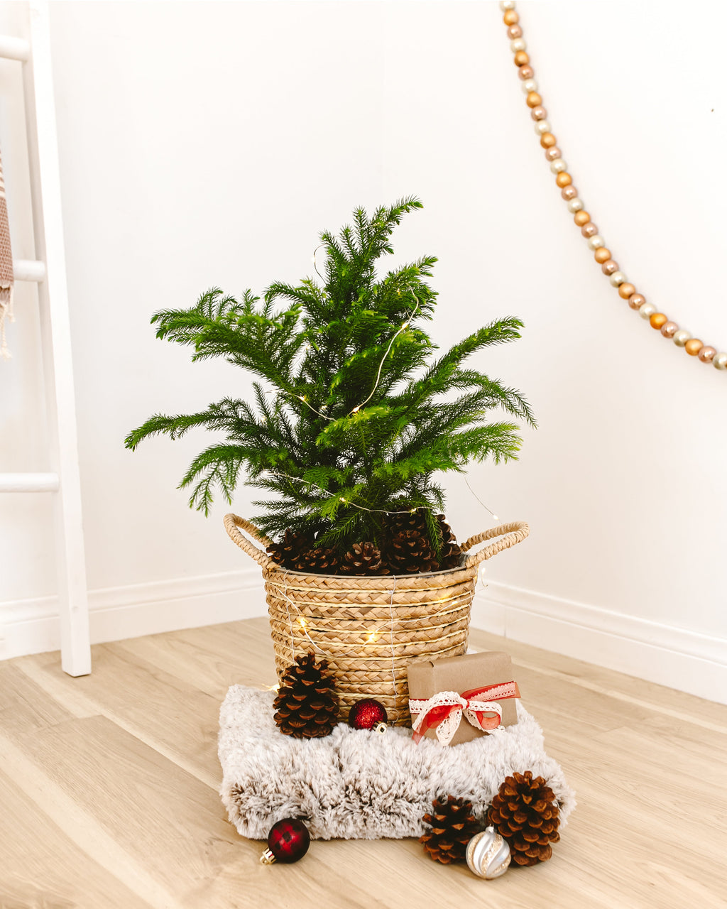 Norfolk Island Pine