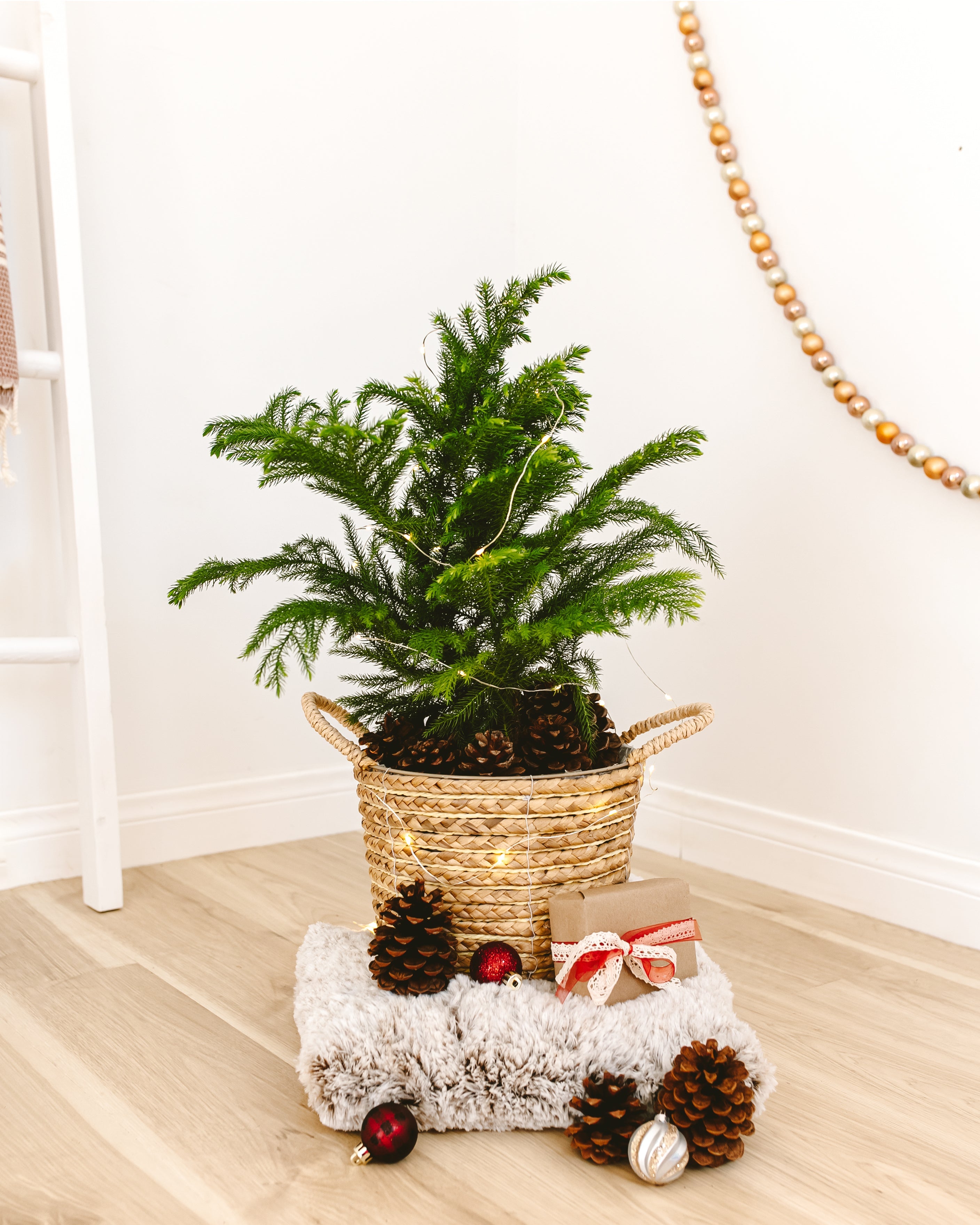 Norfolk Island Pine