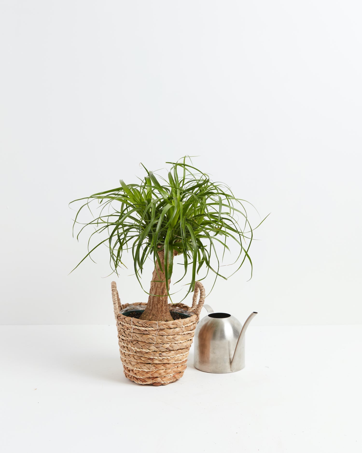 Ponytail Palm Tree