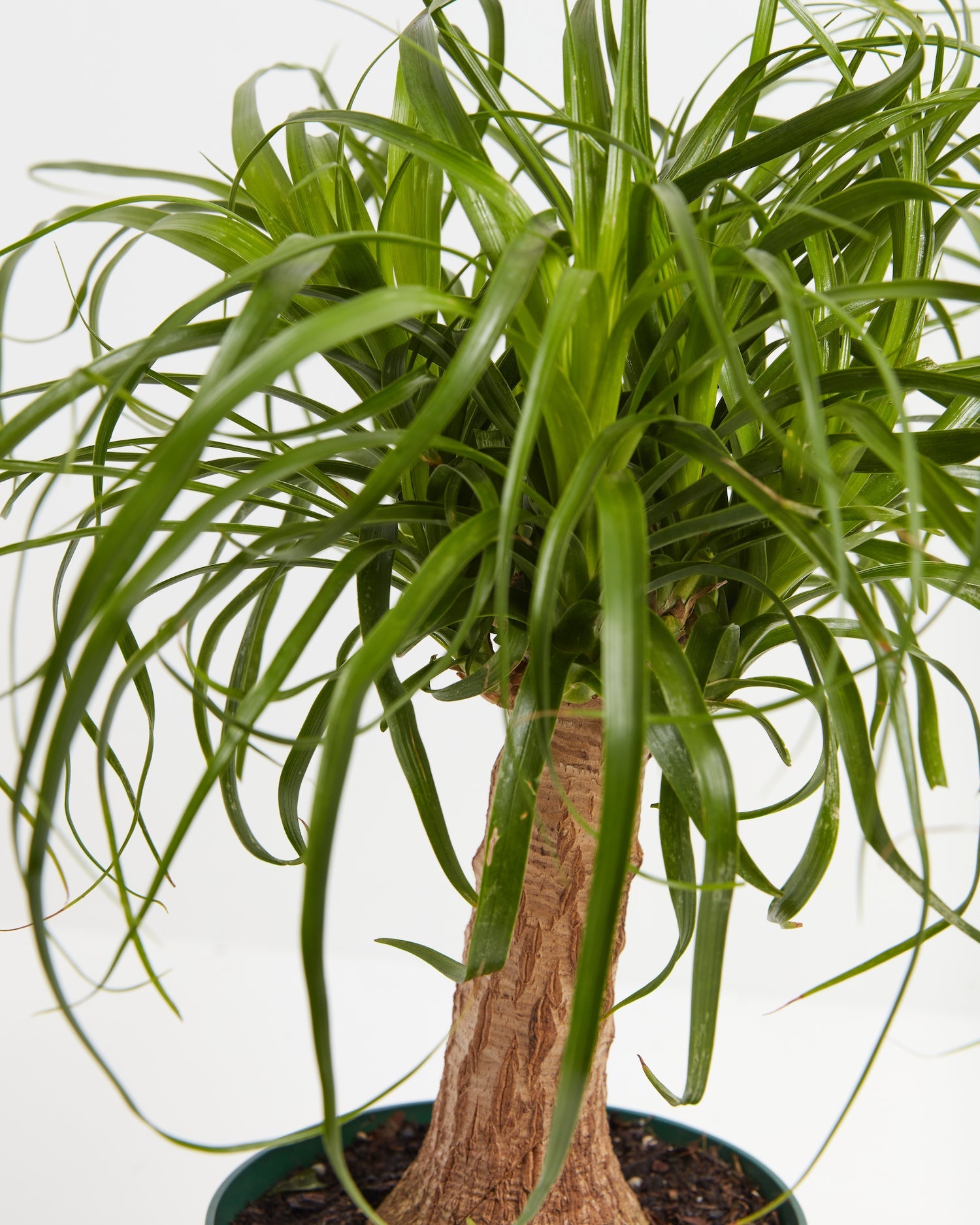 Ponytail Palm Tree