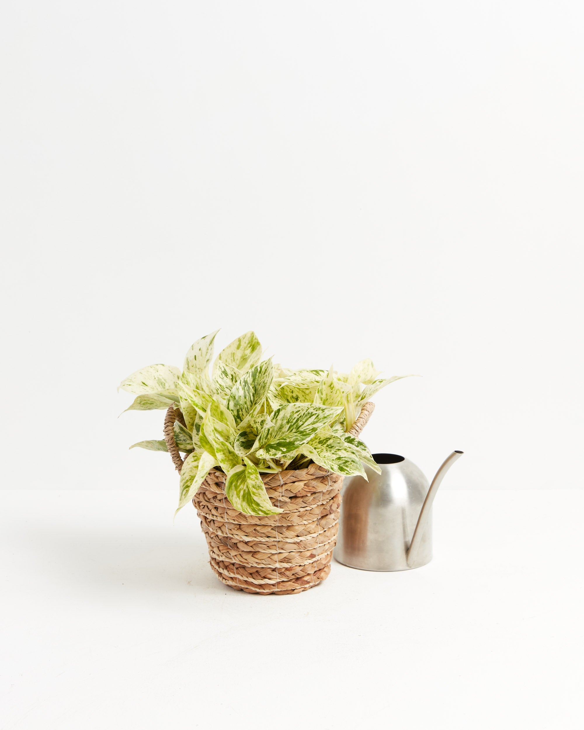 Marble Queen Pothos