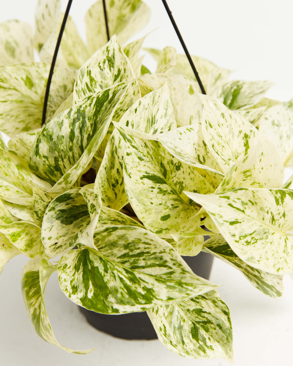 Marble Queen Pothos