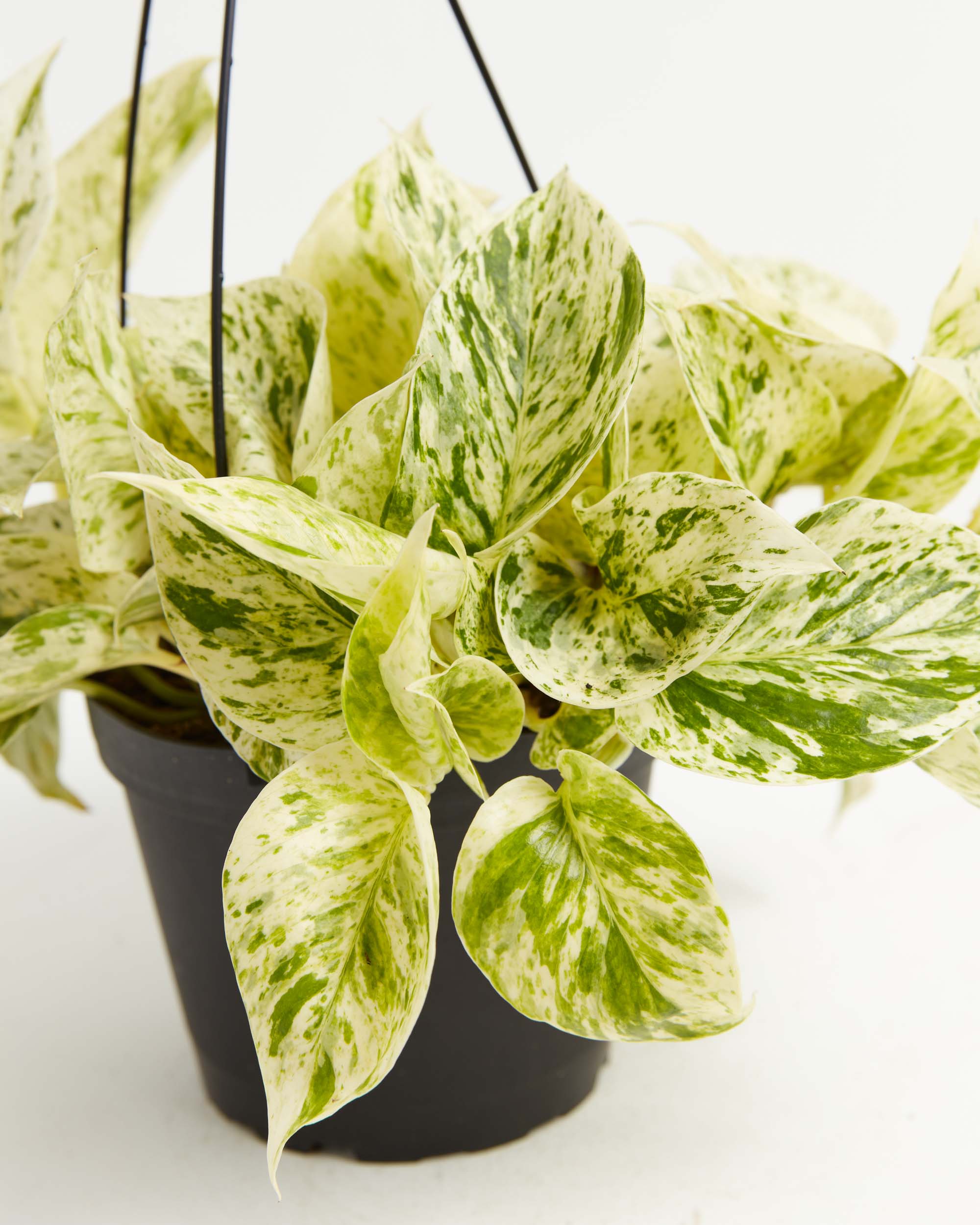 Marble Queen Pothos