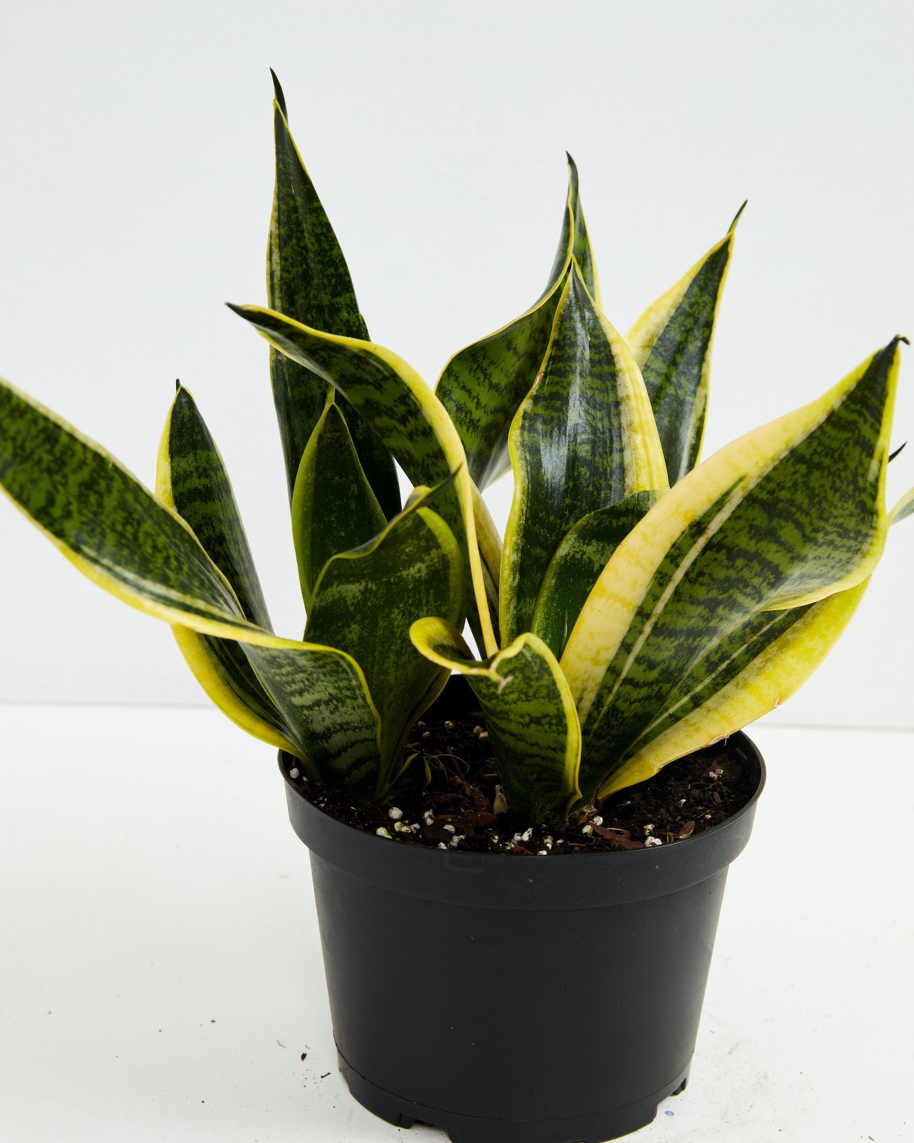 Sansevieria Futura Superba (Snake Plant)
