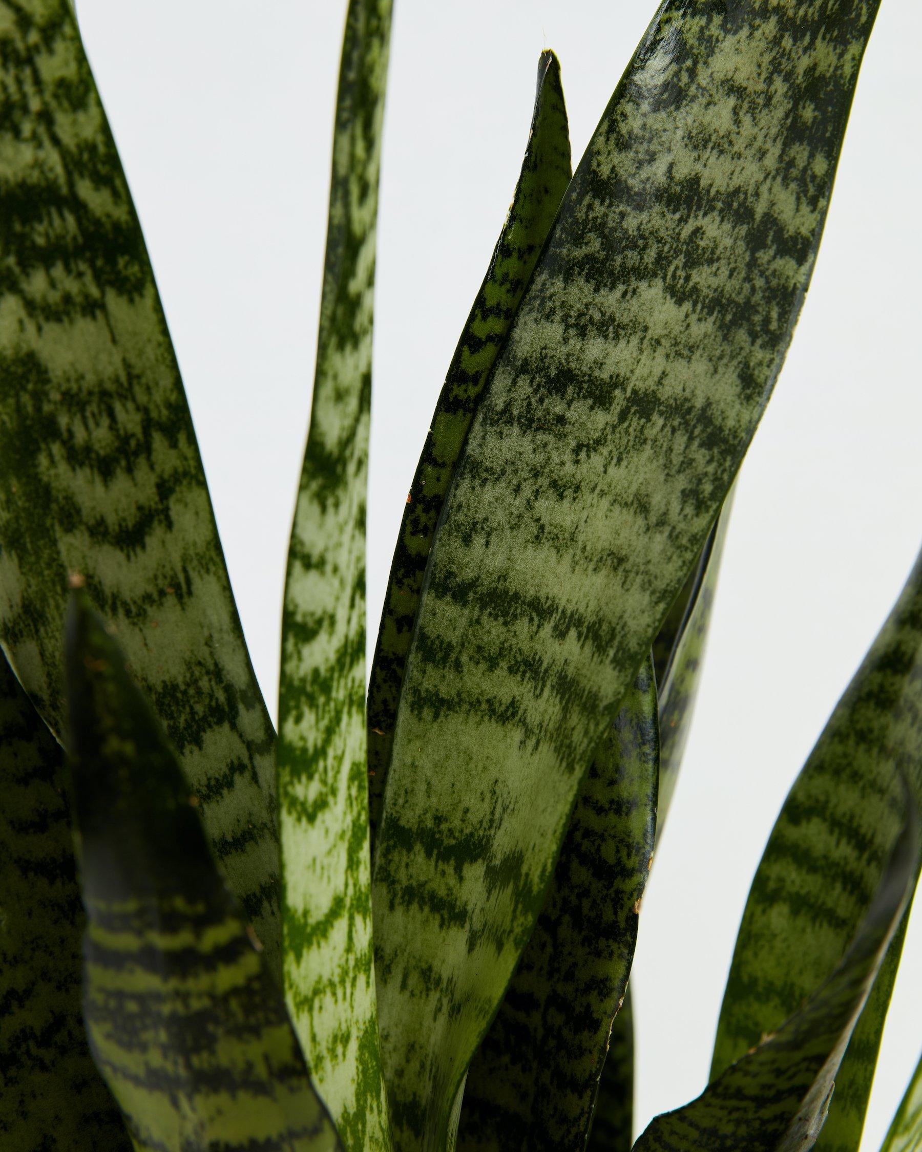 Sansevieria Zeylanica Snake Plant
