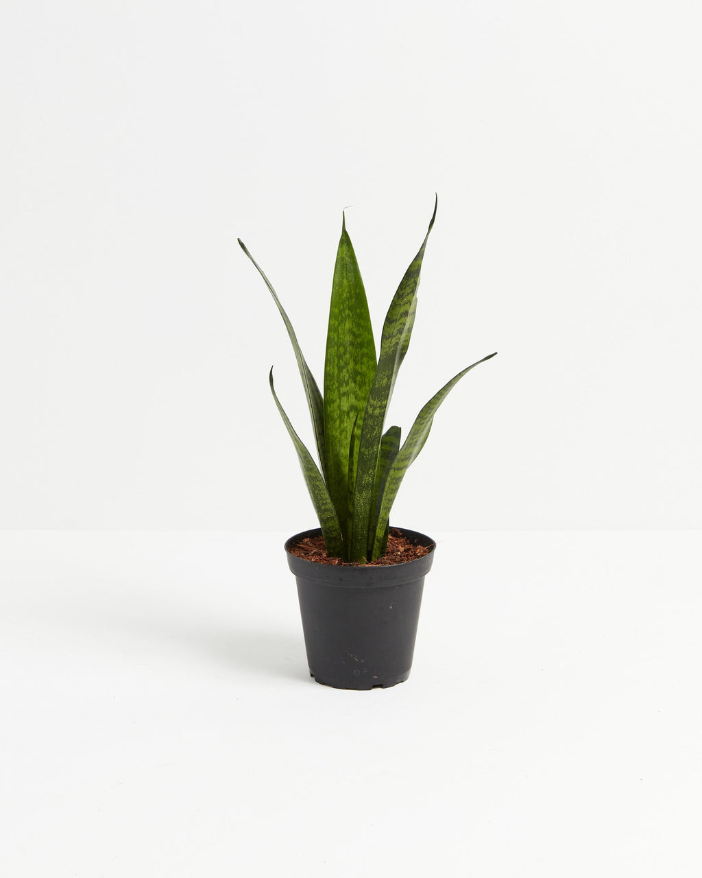 Sansevieria Zeylanica Snake Plant