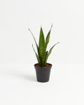 Sansevieria Zeylanica Snake Plant