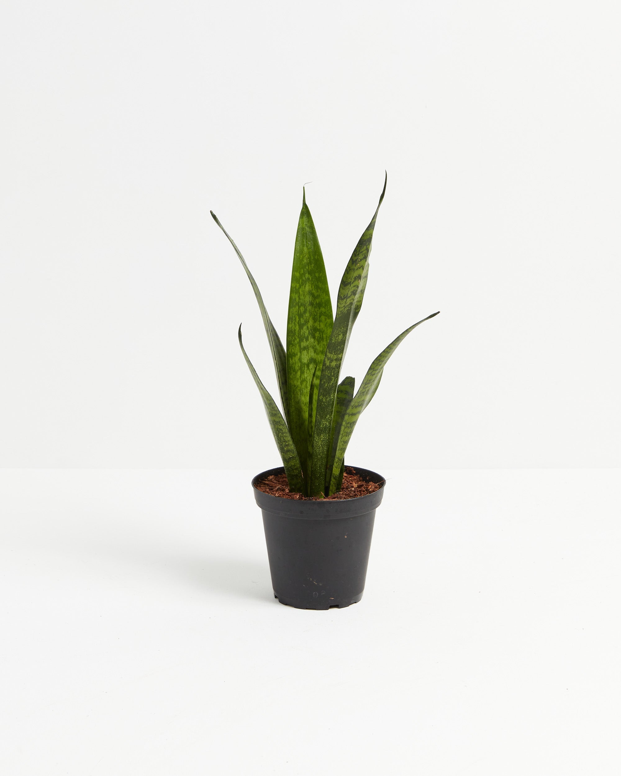 Sansevieria Zeylanica Snake Plant