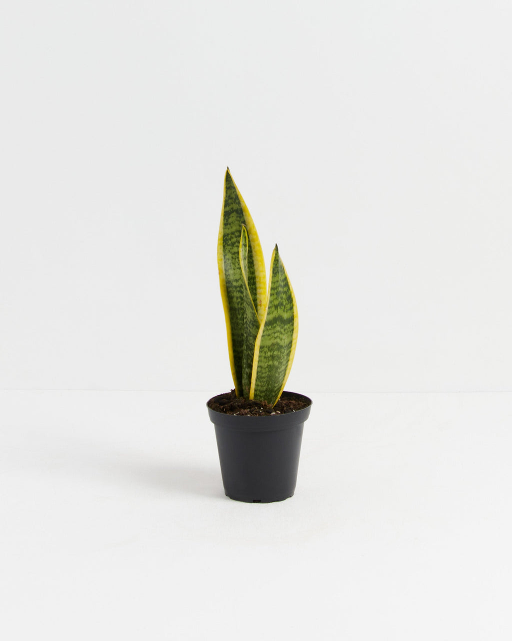 Variegated Sansevieria Laurentii (Snake Plant)