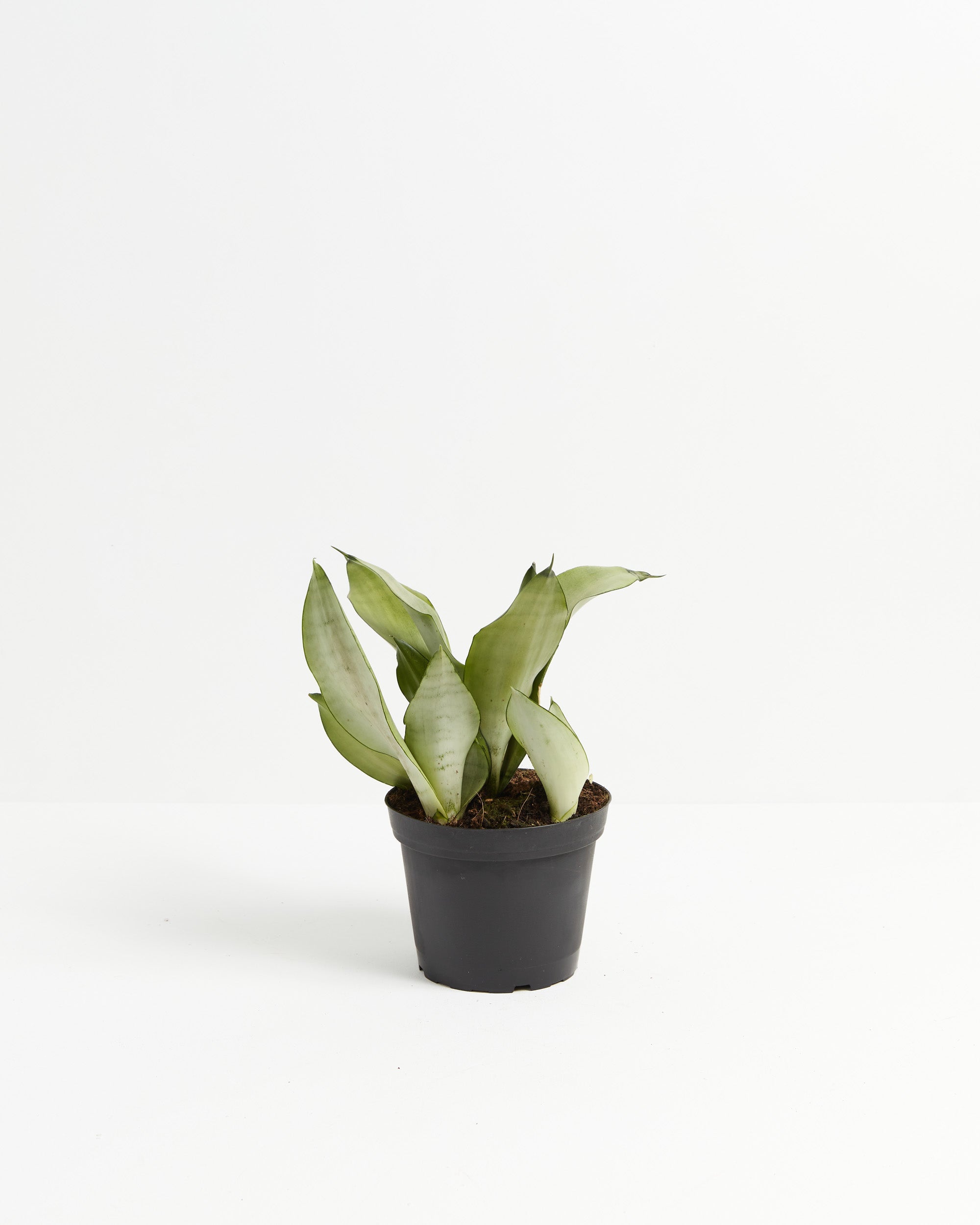 Sansevieria Moonshine
