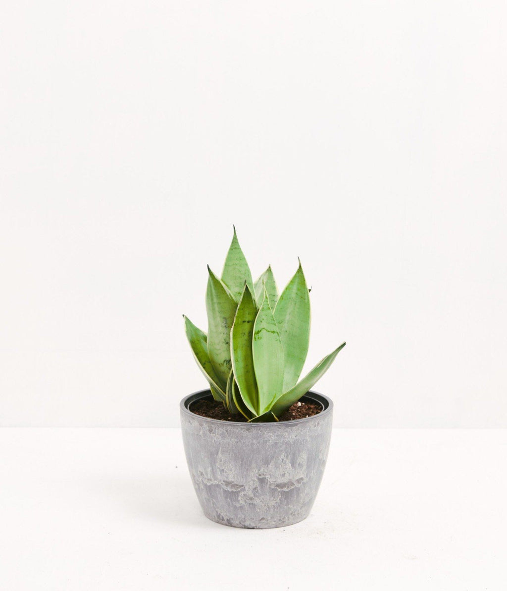Sansevieria Moonshine