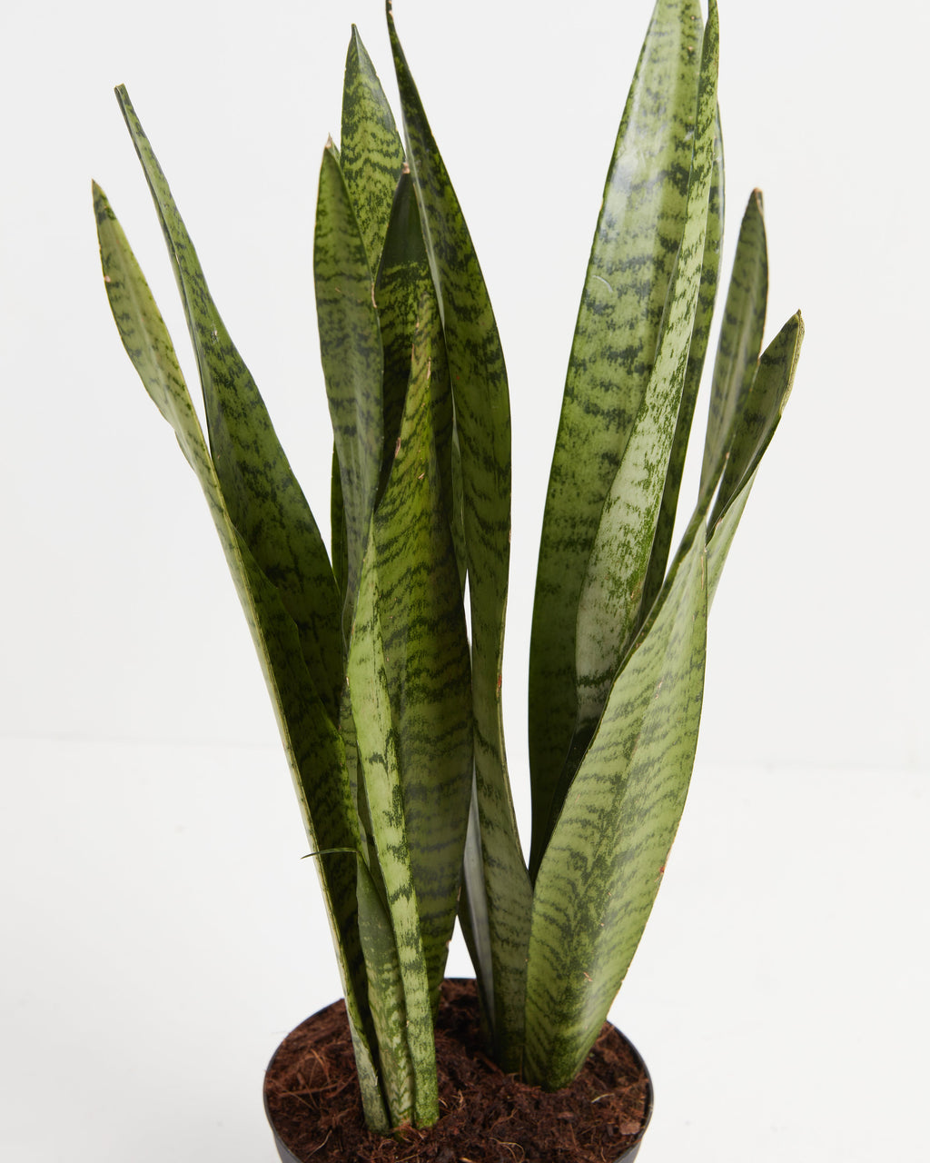Sansevieria Zeylanica Snake Plant
