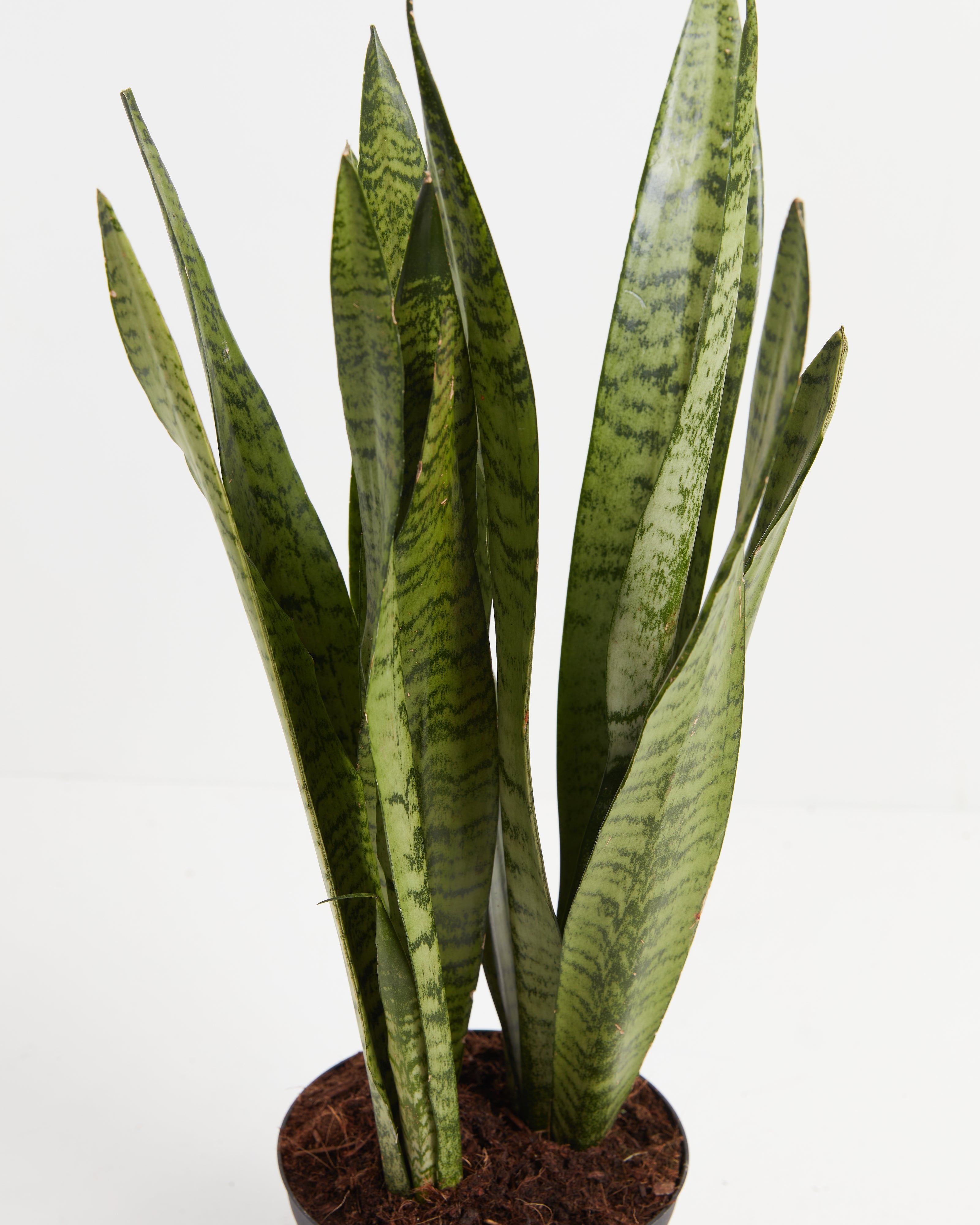 Sansevieria Zeylanica Snake Plant