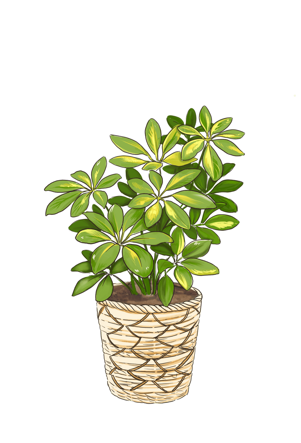 Umbrella Plant (Schefflera Gold Capella)