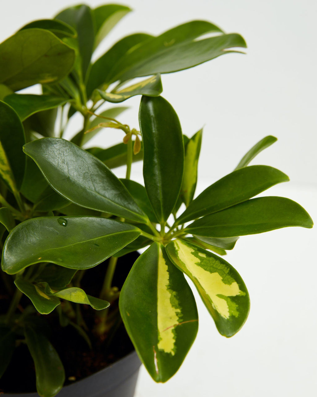 Umbrella Plant (Schefflera Gold Capella)