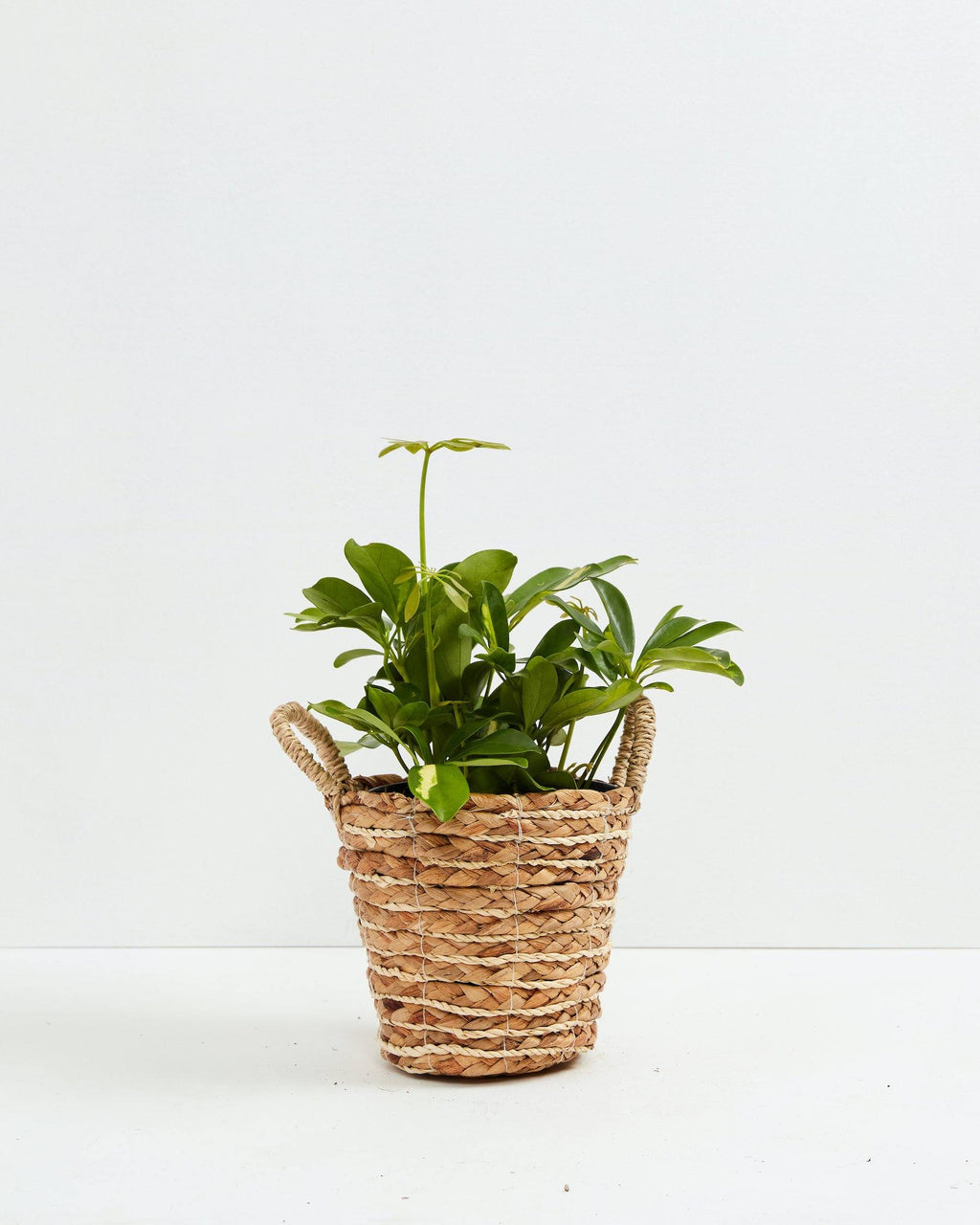 Umbrella Plant (Schefflera Gold Capella)