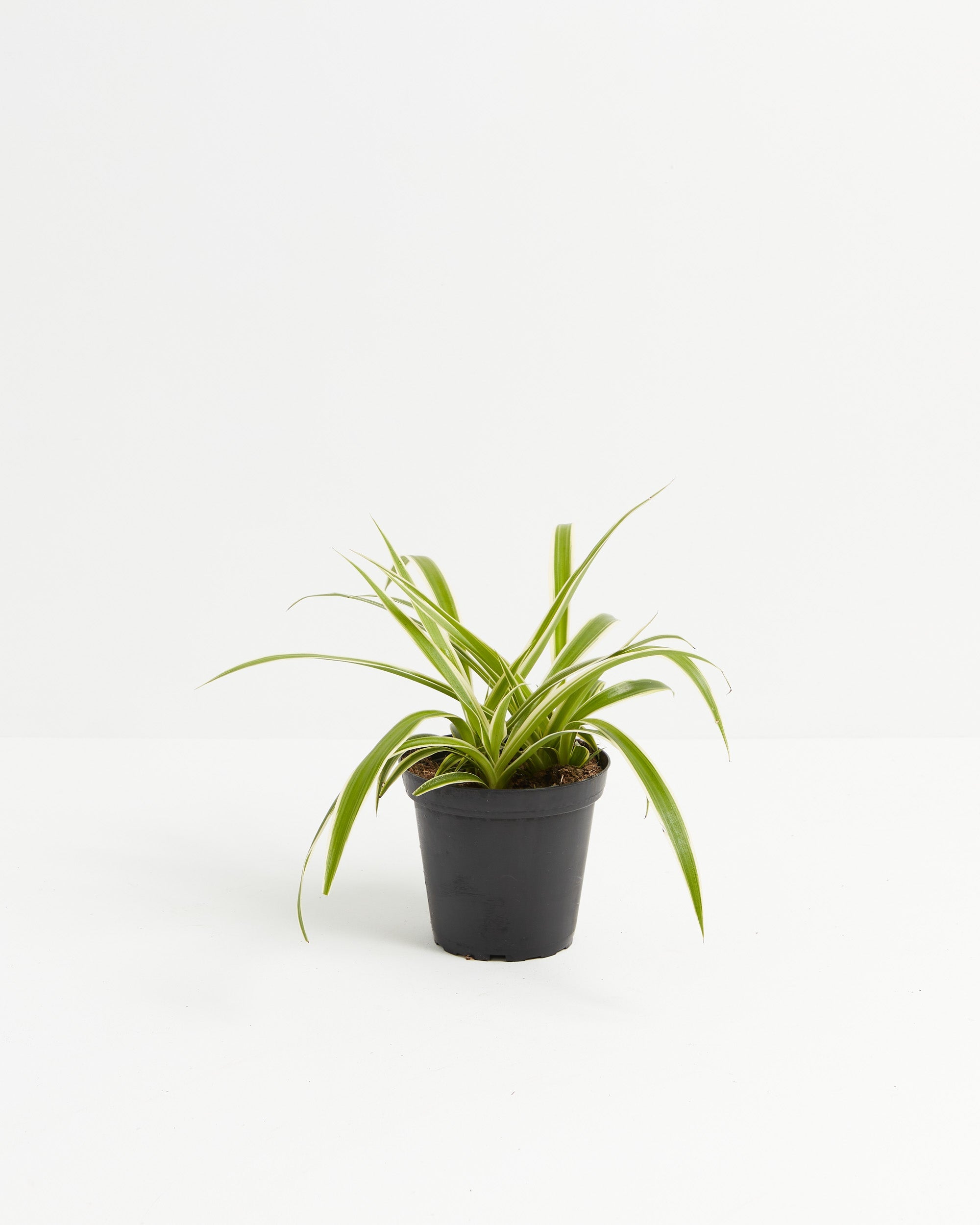 Spider Plant