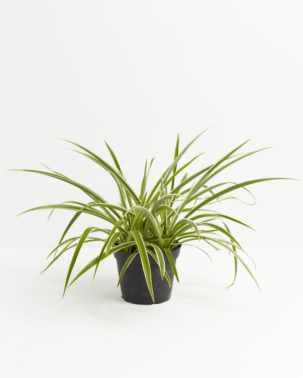 Spider Plant