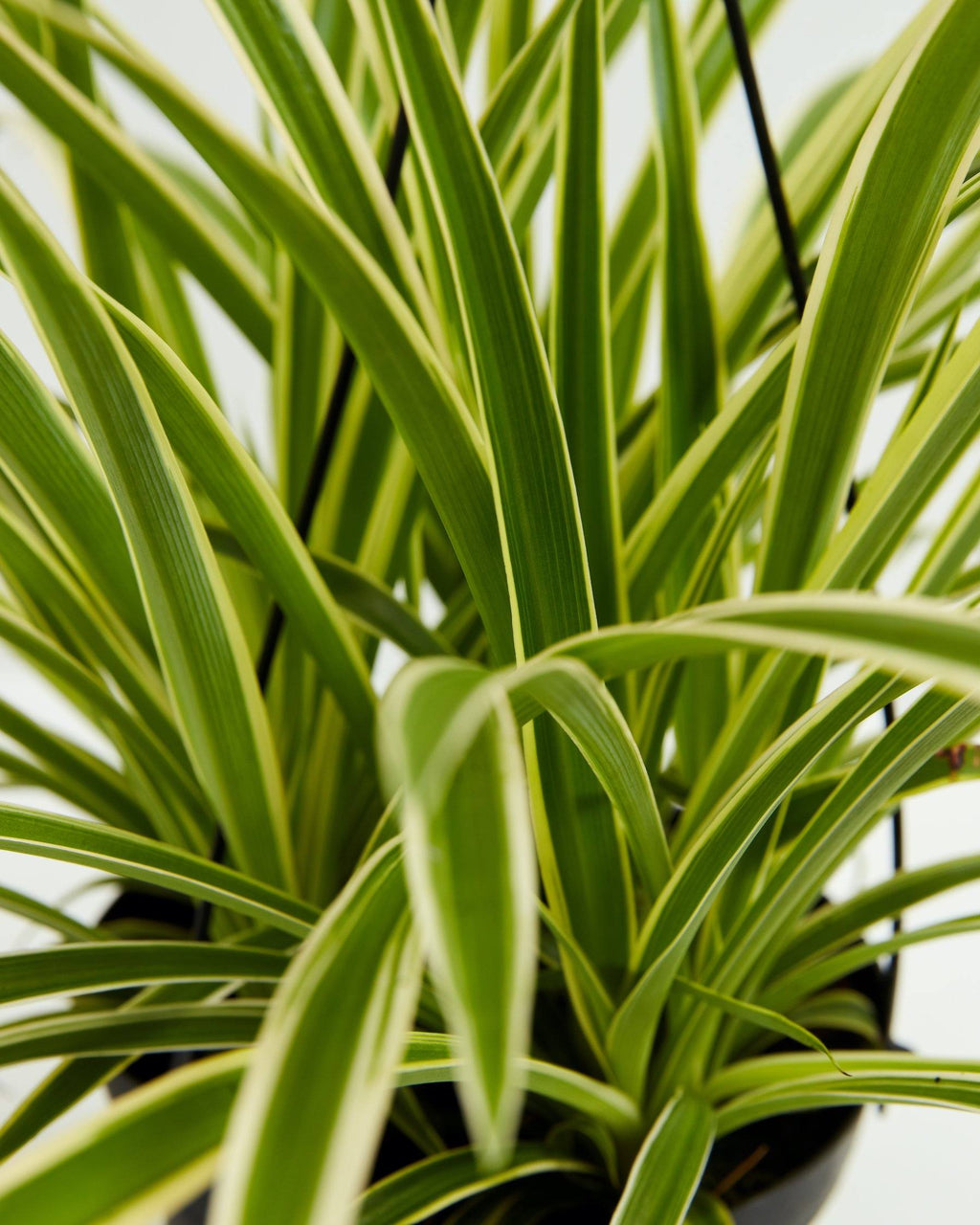 Spider Plant