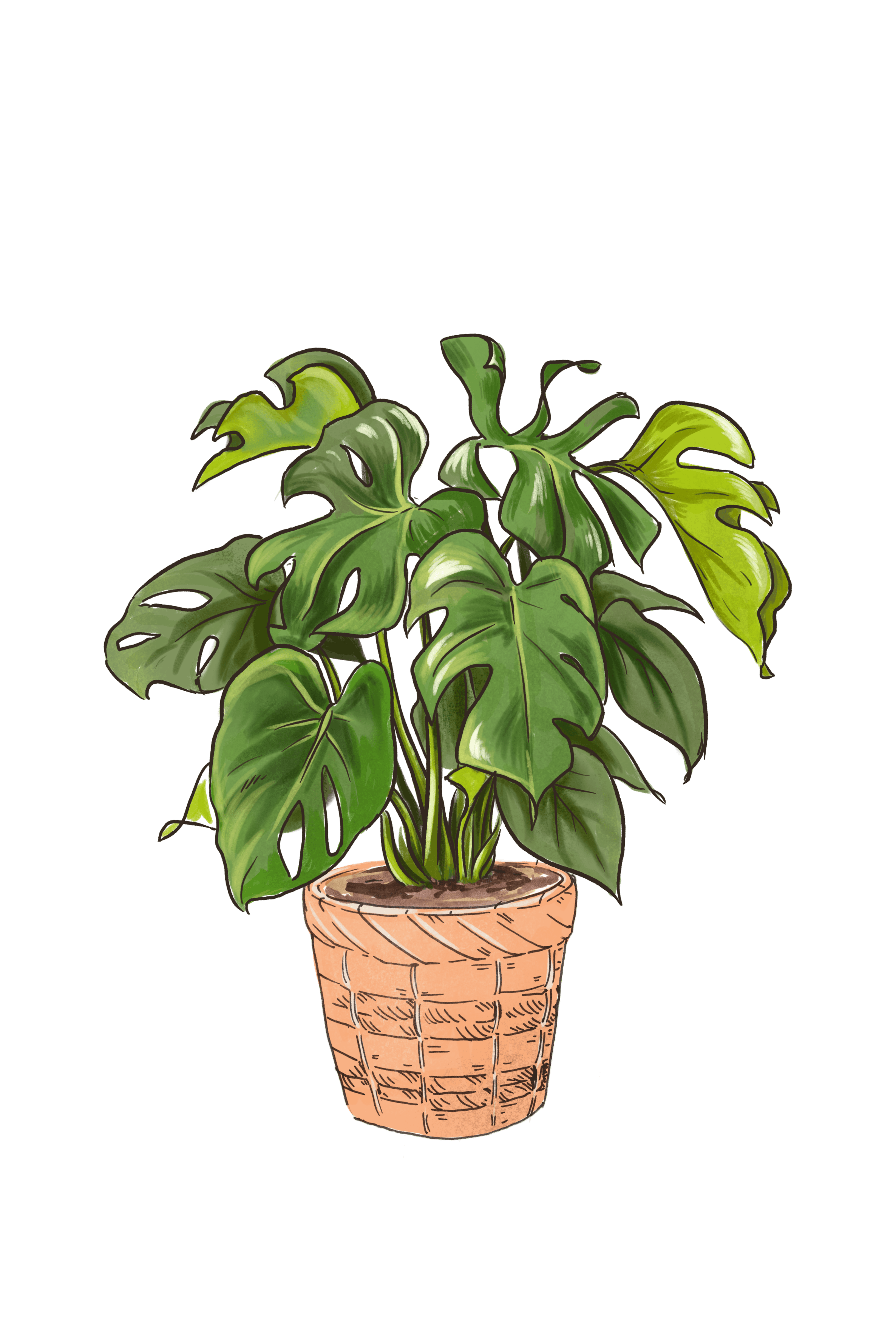 Monstera Deliciosa (Split Leaf Philodendron)