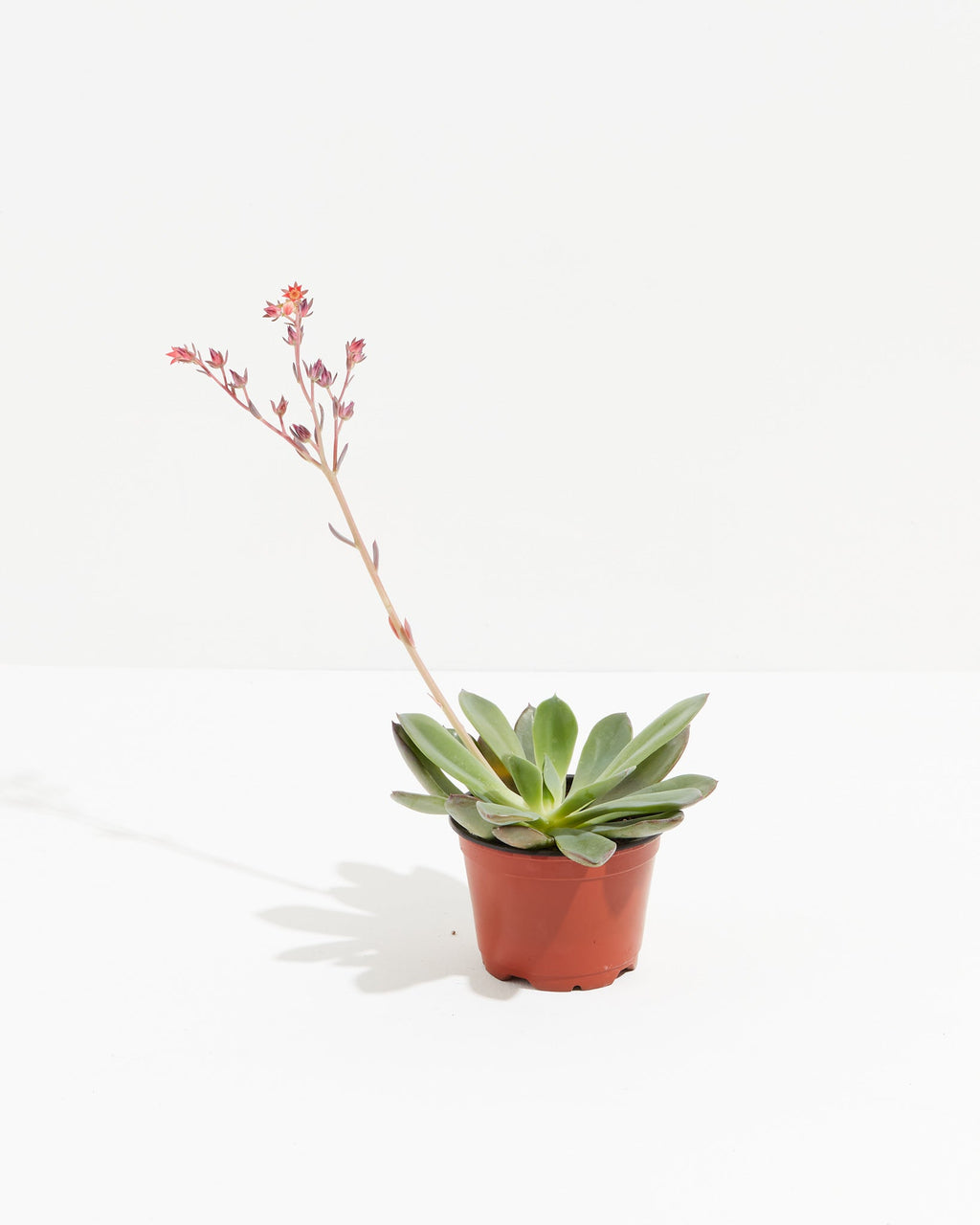 Echeveria Elegans