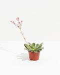Echeveria Elegans