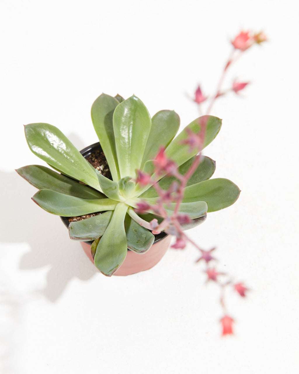 Echeveria Elegans