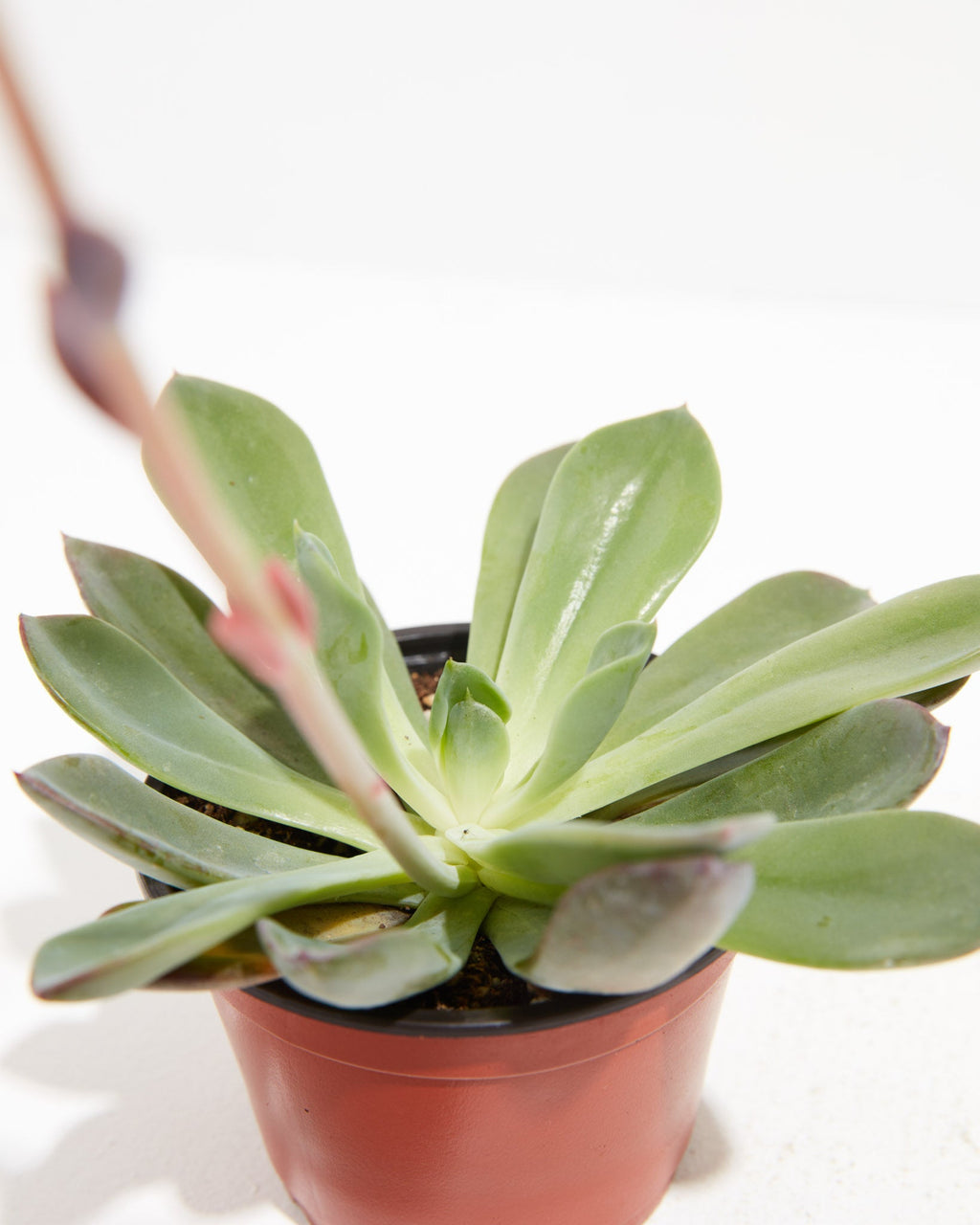 Echeveria Elegans