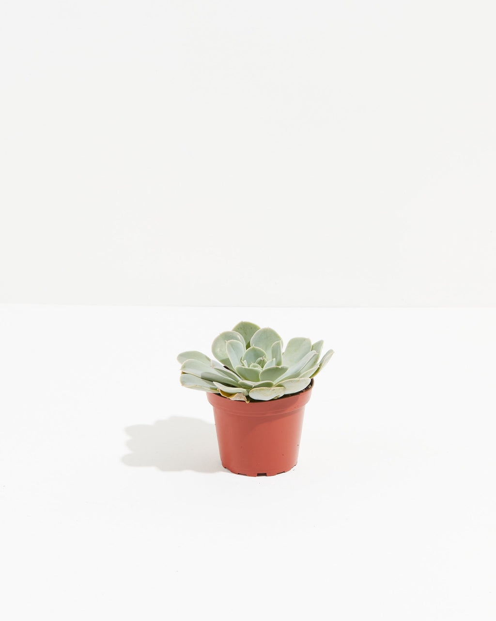 Echeveria Elegans