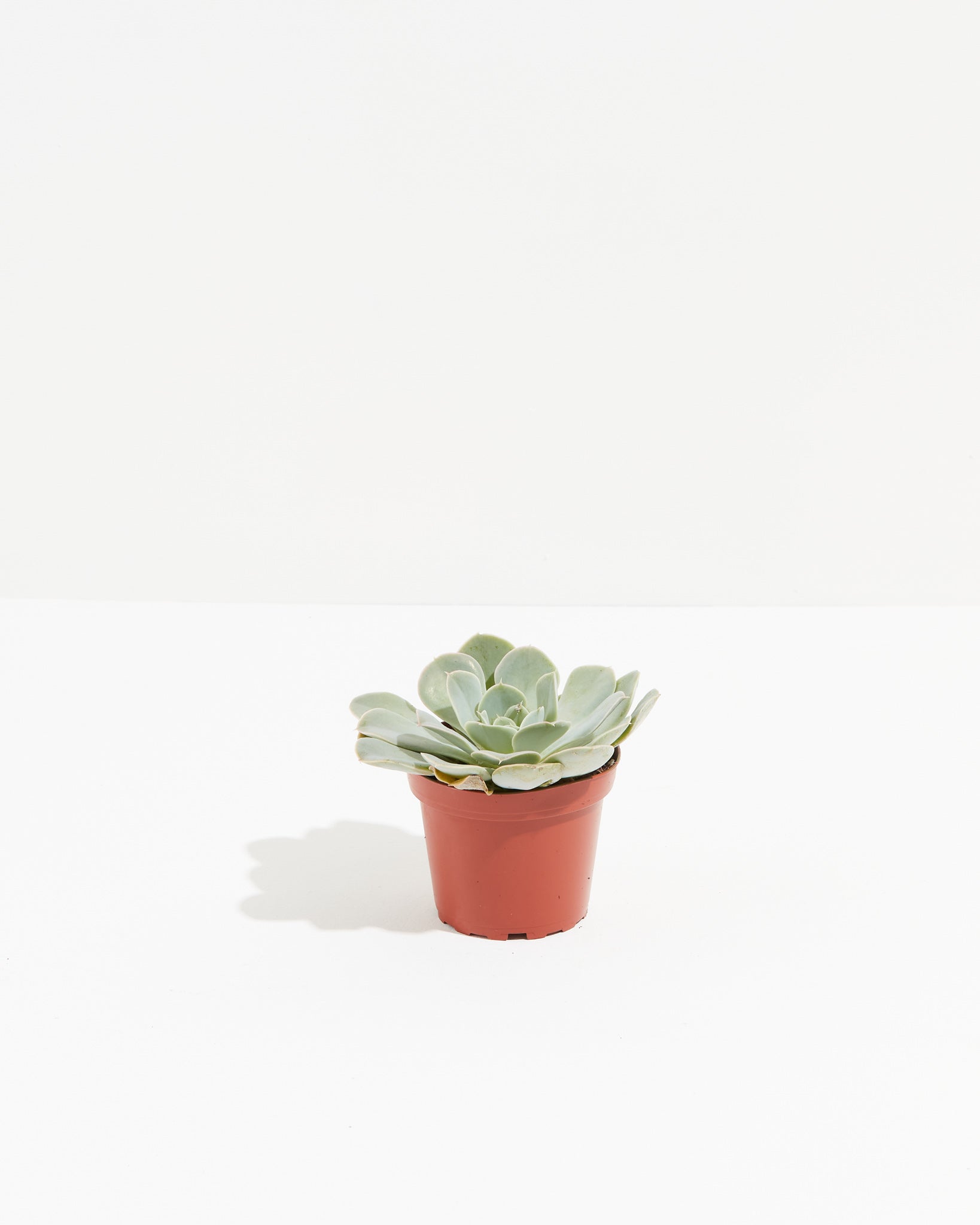 Echeveria Elegans