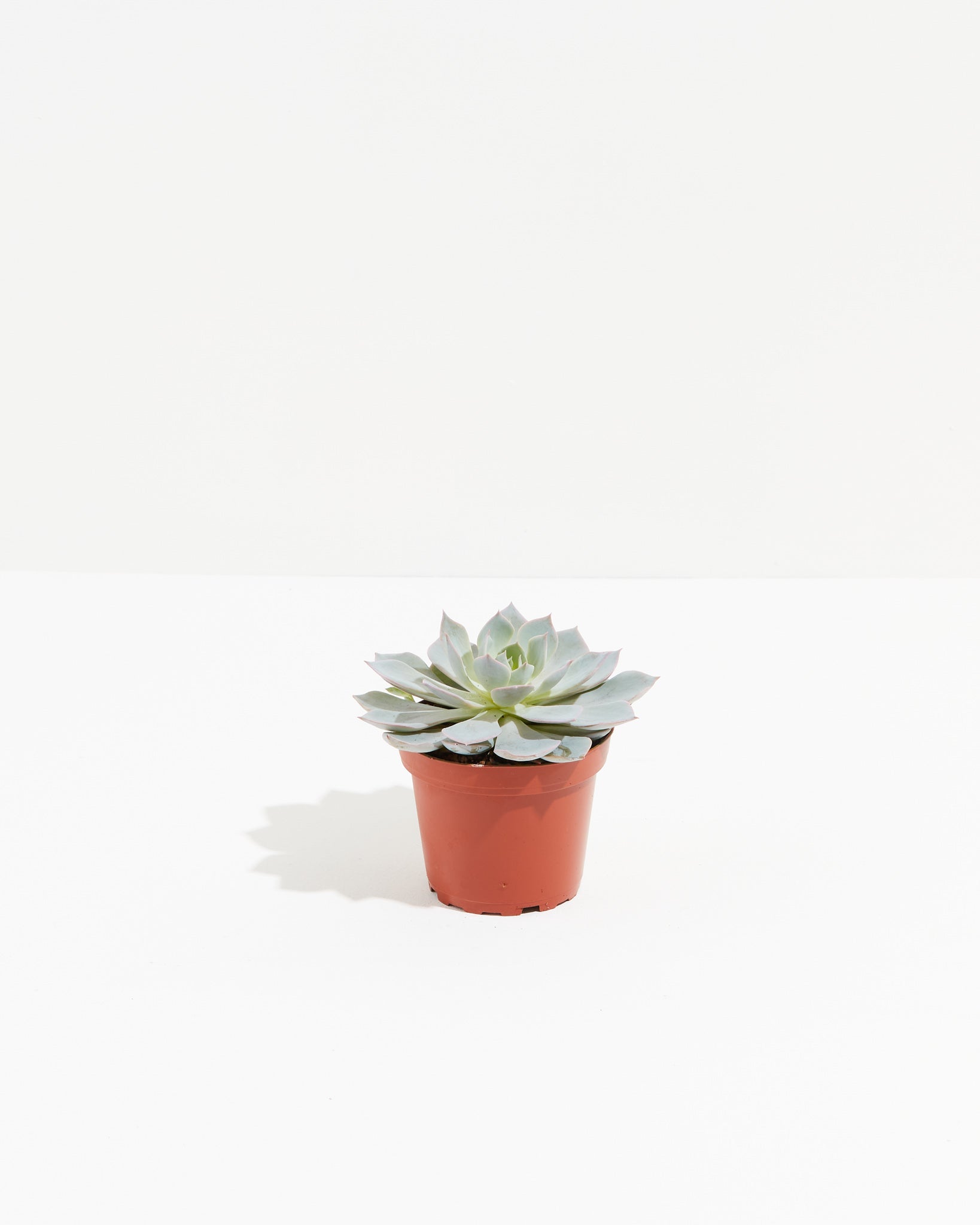 Echeveria Elegans